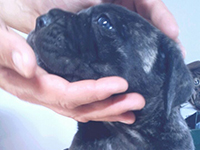 cane corso puppy's head